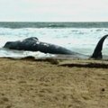 Sekmadienį Virdžinijos pakrantėje rastas negyvas banginis