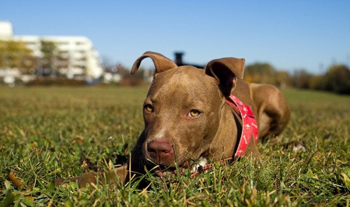 Pitbulterjerų tipo šunys