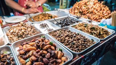Правда, что употребление насекомых в пищу представляет угрозу для здоровья людей?