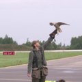 Naikintuvų skrydžių saugumą Šiauliuose užtikrina sakalai ir vanagai