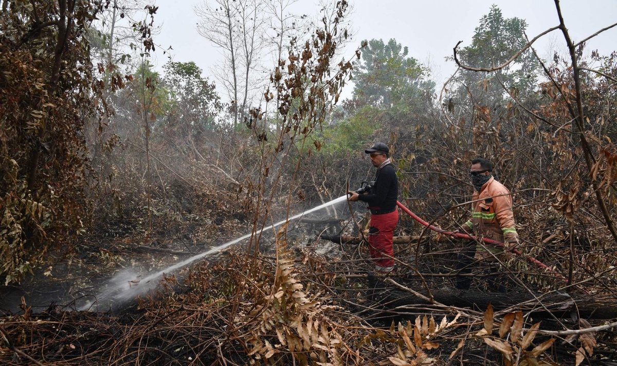 Miškų gaisrai Indonezijoje