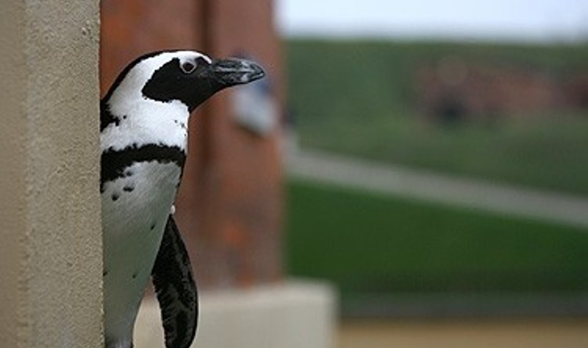 Pingvinas Klaipėdos jūrų muziejuje