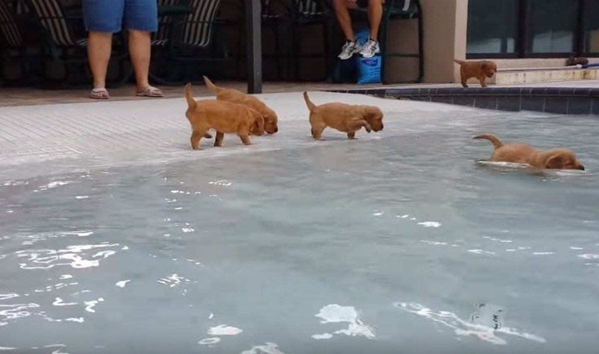 Šuniukai mokosi plaukti