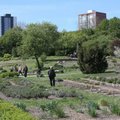 Klaipėdos universiteto Botanikos sode – unikalūs planai: atsiras Rytų Azijos sodai
