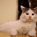 Ieškomas Antakalnyje dingęs baltas katinas Zuikutis