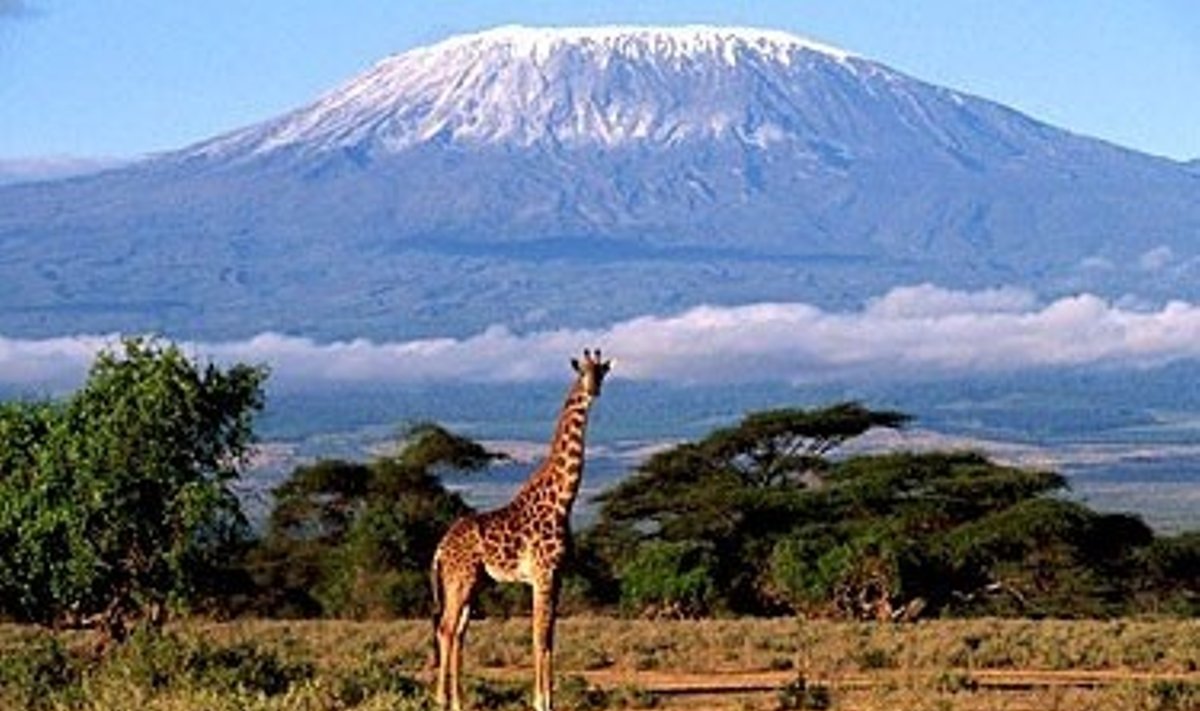 Kilimandžaro kalnas