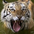 Indijoje padidėjo tigrų populiacija