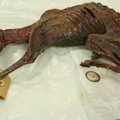 Meksikos ekspertai bando atskleisti šuns mumijos paslaptį