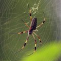 Biologas: vorai žmonių bijo labiau nei žmonės jų