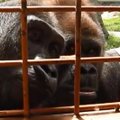Goriloms televizorių atstoja netikėti svečiai narve