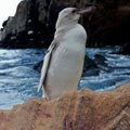 Galapagų salose pastebėtas itin retas visiškai baltas pingvinas