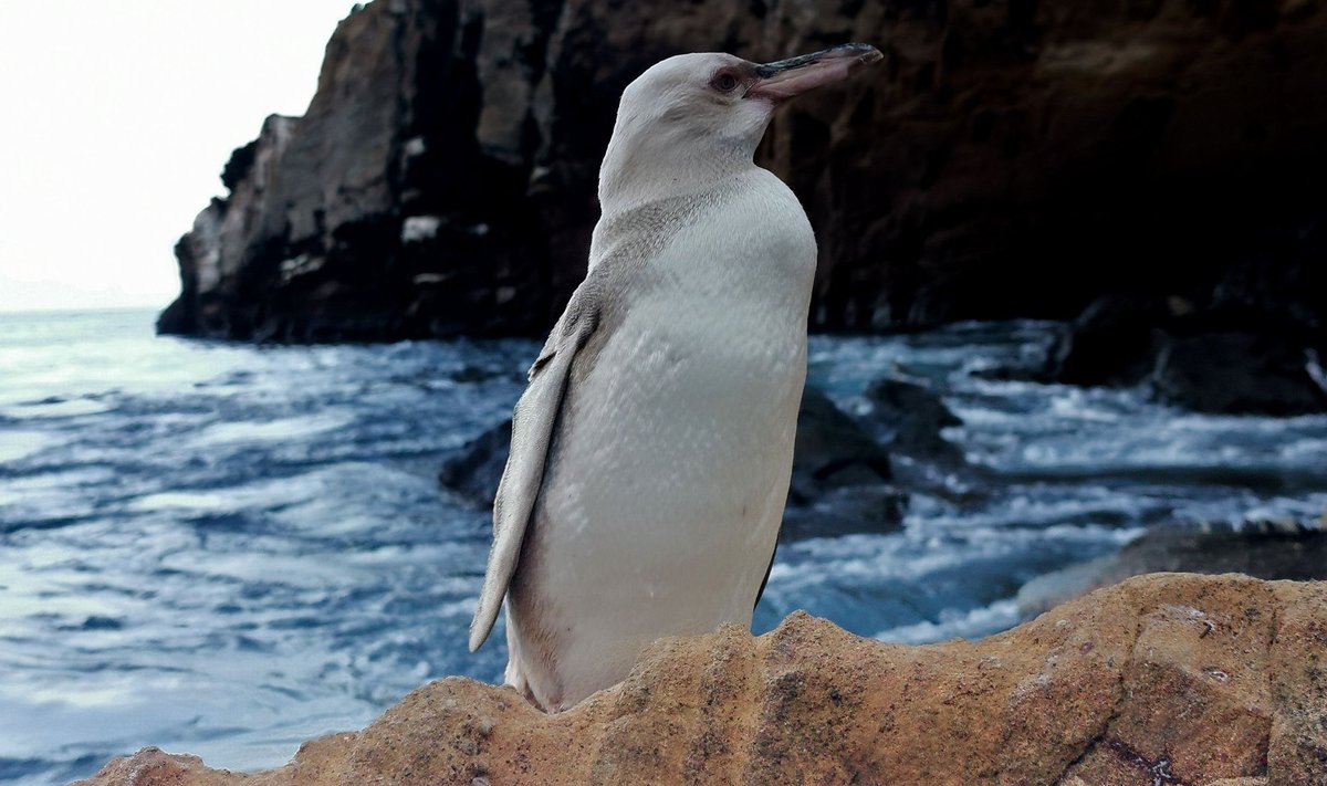 Galapagų salose pastebėtas visiškai baltas pingvinas