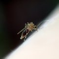 Kaunietis po kelionės į Afriką susirgo maliarija