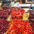 Lietuviškos vyšnios ir trešnės – rasti galima ne bet kur