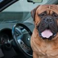 Įstatymu leido išdaužti automobilio stiklą, jei jame karštą dieną bus palikti gyvūnai