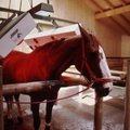 Sportinių žirgų gyvenimas: po maudynių lepinami soliariumu