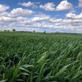 Lemtingas grūdų derliui purškimas fungicidu: kodėl verta rinktis „Revytrex®“