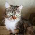 Malija – puikiausia prieglaudos katytė