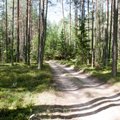 Įsipareigojimai Lietuvos miškams užsimiršo: auditas parodė, kad jų atkuriama gerokai mažiau nei žadėta