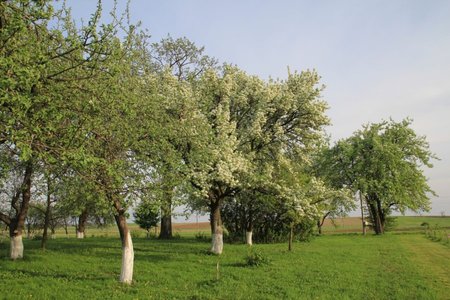 Kriaušės Kaišiadorių rajone, Dovainonių kaime, gegužės 12-ąją