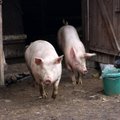 Nusprendė, kiek ilgai Lietuva negalės išvežti kiaulių