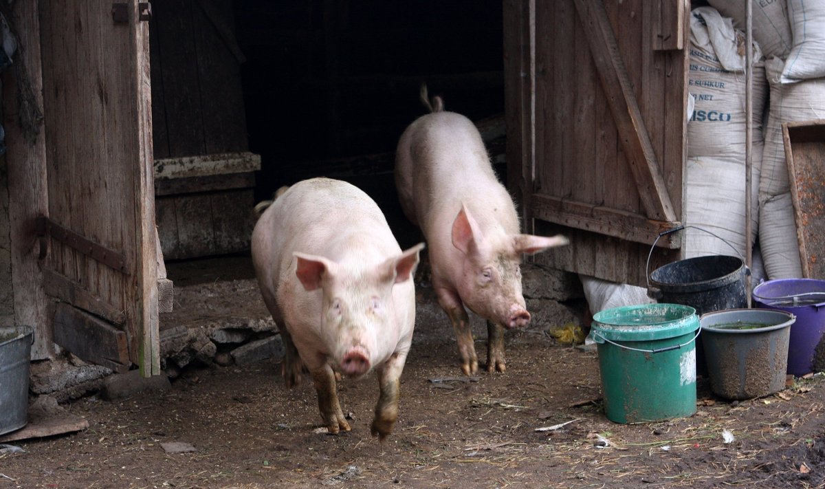 Virusologai sako, kad afrikinis kiaulių maras gali pasiekti ir ūkininkų tvartus