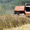 Цены на рынке диктует Россия: литовское зерно подешевело
