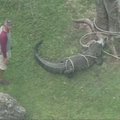 Kaimelio Floridoje gyventojai prie medžio pririšo naminius gyvūnus medžiojusį aligatorių