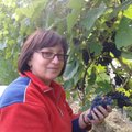 Nustebsite: vynuogių auginimas Lietuvoje – ne naujiena