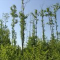 Specialistas: medžių būklė blogėja ir dėl augimo sąlygų