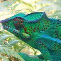 Chameleonų patinai kovoja spalvų ryškumu