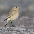 Į Lietuvos paukščių sąrašą įrašoma 381-oji rūšis
