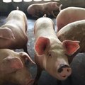 Nustatytas dar vienas AKM protrūkis kiaulių laikymo vietoje Vilkaviškio rajone