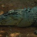 Neblaivus australas mėgino pajodinėti ant krokodilo