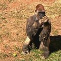 Vienišas Brazilijos zoologijos sodo gorilos patinas sulauks net dviejų patelių