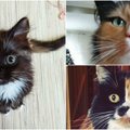 „Dviveidžių“ kačių virusas feisbuke: dalijamasi retos išvaizdos kačių nuotraukomis