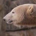 Populiariausiam Vokietijos baltajam lokiui Knutui suėjo treji metai