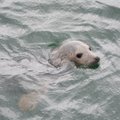 Į jūrą paleidžiami paskutiniai ruonių jaunikliai: buvimo vietą fiksuos specialūs siųstuvai