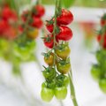 Vasaros sezono karaliai – pomidorai: ekspertai pataria, kaip ilgiau išsaugoti šios daržovės šviežumą ir skonį