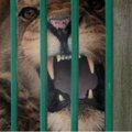 Kinijos zoologijos sodas vietoje liūto mėgino rodyti šunį