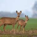 Gyventojai sutrikę – miško žvėrys niokoja kapines