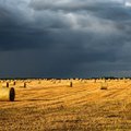 Kaitra vargina ūkininkus: laukai arba pažliugę, arba išdegę, puola varnėnai