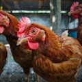 В Литве прогнозируют рост цен на курятину