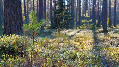 Kaip ūkininkaujama Lietuvos miškuose: kuo čia dėtos vokiškos tradicijos ir ar gali grybavimas tapti mokamas