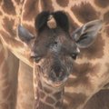 Los Andželo zoologijos sode gimė žirafiukė