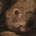 Koalos Australijoje gali būti paskelbtos nykstančia rūšimi