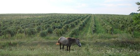 Vynuogynas Moldovoje