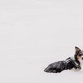 Žiema toliau siautės visoje Lietuvoje: vietomis pustys, plikledis, kai kur – labai sudėtingos eismo sąlygos