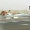 Abu Dabio greitkelyje basakojis vyras vaikėsi pabėgusį kupranugarį
