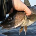 Uždraudus menkių žvejybą Baltijos jūroje, tariamasi dėl ES paramos žvejams veiklai nutraukti